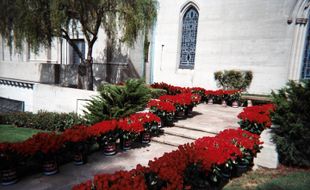 Fans Kirim 10.000 Mawar ke Makam Michael Jackson