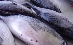 60% Kebutuhan Ikan di DIY Masih Dipasok Dari Luar