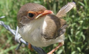 HOBI BURUNG: Prenjak, Si Burung Cerewet