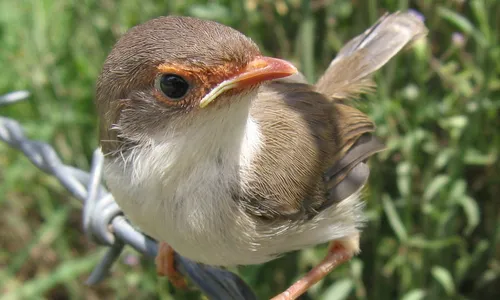 HOBI BURUNG: Prenjak, Si Burung Cerewet