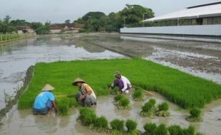  PADI MEMBRAMO: Stok Benih Padi Membramo Kosong, Petani Kecele