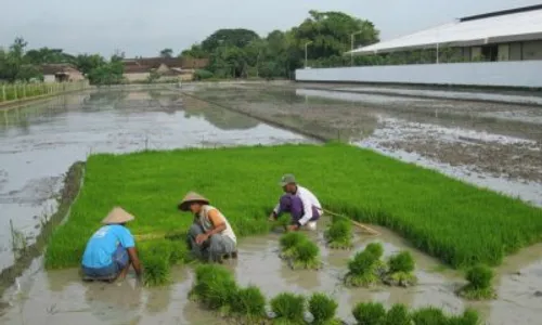  PADI MEMBRAMO: Stok Benih Padi Membramo Kosong, Petani Kecele