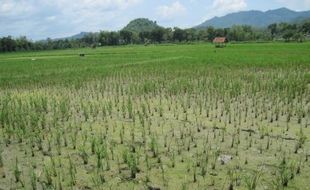 PERTANIAN BANTUL : Ini Dua Cara Atasi Sundep