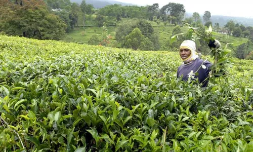 Enam Daerah Penghasil Teh Terbanyak di Jawa Timur, Lumajang Nomor Satu