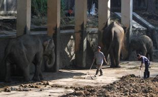 BERSIHKAN KANDANG GAJAH