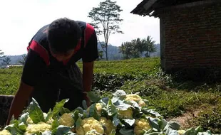 HARGA ANJLOK: Cabuk Hitam Serang Kembang Kol