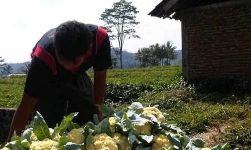 HARGA ANJLOK: Cabuk Hitam Serang Kembang Kol