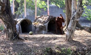 KANDANG BARU ORANG UTAN