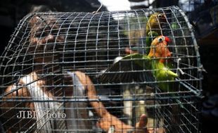 PENCURIAN GUNUNGKIDUL : Hujan Deras, Maling Gasak "Lovebird" Milik Joko