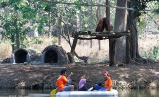 ORANGUTAN TSTJ MATI : Tiga Orangutan TSTJ segera Dievakuasi