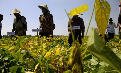 DKPP Klaten Ajak Petani Tanam Kedelai 2 Kali Dalam Setahun, Ini Alasannya