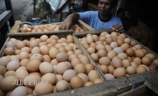 BIBIT AYAM Langka, Produksi Telor Minim