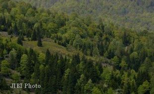 AKTIVITAS PERGURUAN TINGGI : Ini 4 Perguruan Tinggi Buat Perintisan Hutan Pendidikan