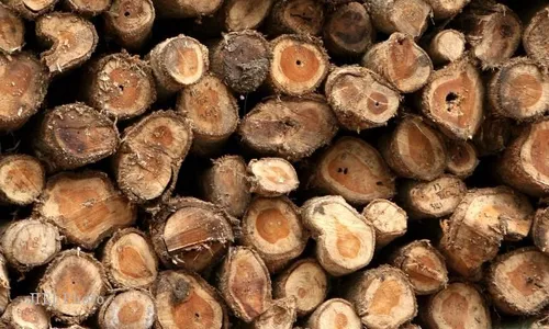 PRODUKSI KAYU : Perhutani Jateng: Penebangan Kayu Sesuaikan Permintaan