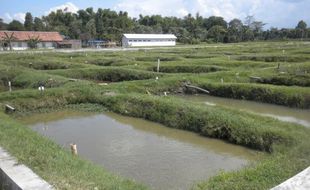 TOL SOLO-SEMARANG : Ratusan Kolam Lele di Banyudono Direlokasi