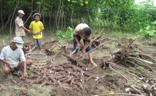 PETANI SINGKONG akan Dapat Hibah Rp1 Miliar