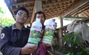 KARYA MAHASISWA: Urine Kambing Jadi Pupuk Organik