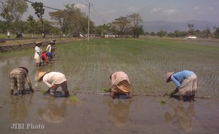 PETANI DESA PLOSOWANGI TANAM PADI