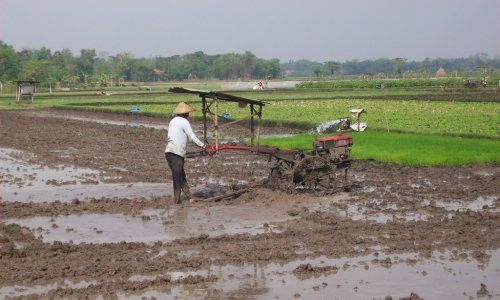 Jelang Musim Hujan, Petani Diminta Siapkan Tanam Padi