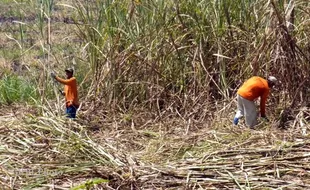  TEBU Jadi Primadona Warga Desa Dukuh