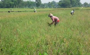 PERTANIAN MADIUN : 250 Ha Lahan Padi Diserbu Wereng, Ini Dampaknya