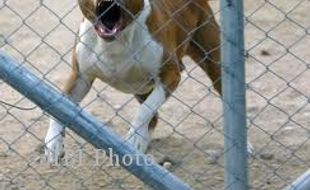 DISERANG ANJING, Pedagang Beras Dilarikan ke RSUD Gemolong