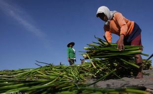 PENAMBANGAN LIAR BANTUL : Siapa Pemilik Lahan Gumuk Pasir?