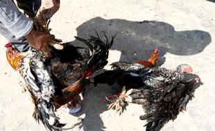 LEBARAN 2016 : Wow, Harga Ayam Di Semarang Capai Rp200.000 Per Ekor