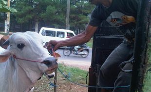 Sapi Stres, Mengamuk dan Nyemplung Sumur di Klaten