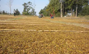   HARGA TEMBAKAU ANJLOK, Petani Menjerit