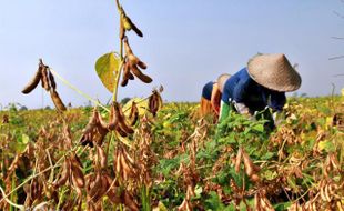 HARGA KEDELAI: Harga Tinggi, Petani Malah Was-Was