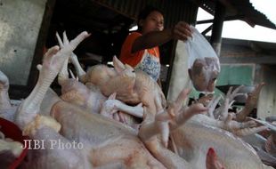   Harga Daging Ayam Mulai Turun