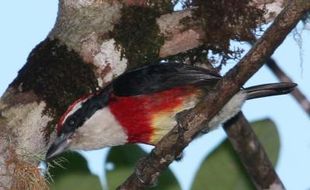 Spesies Burung Baru Ditemukan di Hutan Peru