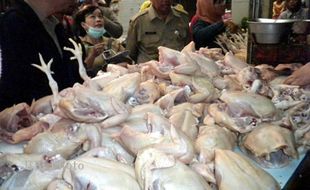 BANGKAI AYAM dan Daging Gelonggongan Beredar di Pasar Bunder