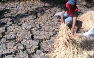   Kekeringan Landa Lahan Pertanian di 4 Kecamatan