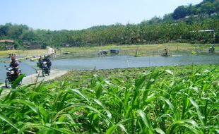 AIR WKO Makin Surut, Lahan Penanaman Kian Luas