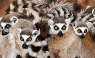 Madagaskar Bangun Habitat Lemur Terbesar di Dunia