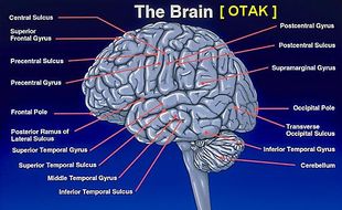 KEAJAIBAN OTAK: Memori Musik Ternyata Disimpan Khusus