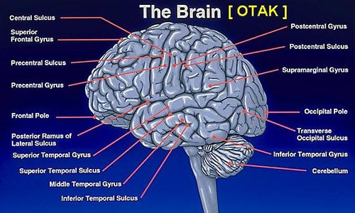 KEAJAIBAN OTAK: Memori Musik Ternyata Disimpan Khusus