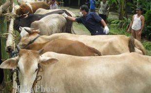 Boyolali Stop Potong Sapi Betina