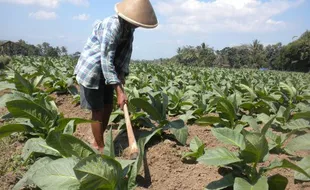  RPP Tembakau Tak Jelas, Harga Anjlok 