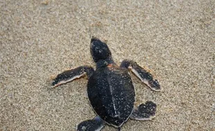 170 Tukik Dilepasliarkan di Pantai Trisik