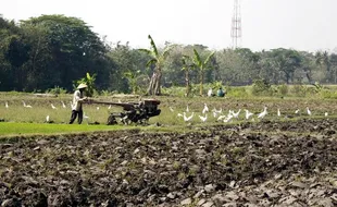 Salam Sang Bangau Awali Musim Tanam