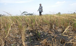 SAWAH MANGKRAK