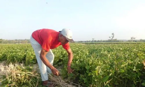   Pakai Benih Kedelai Bantuan Pemerintah, Hasil Panen Tak Maksimal