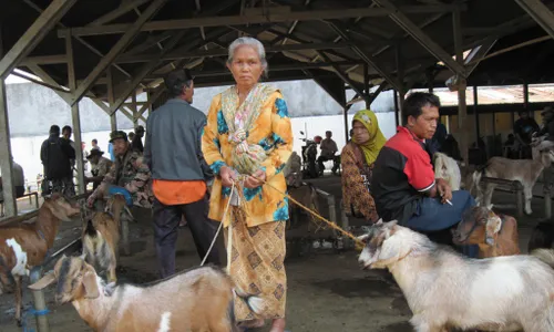 Jelang Idul Adha, Harga Ternak Naik 30%