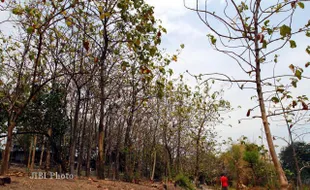 KISAH MISTERI : Taman Sekartaji Solo, Aroma Mistis hingga Kecelakaan Maut