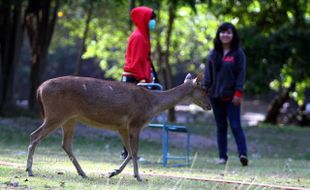 Pengunjung Belum Bisa Berinteraksi dengan Rusa Taman Balekambang, Ini Alasannya