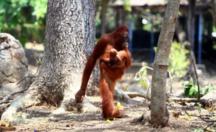 TORI ORANG UTAN PEROKOK Kini Jadi Ibu