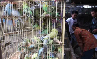 TERORISME DI SOLO: Burung Peliharaan Badri Tak Terurus